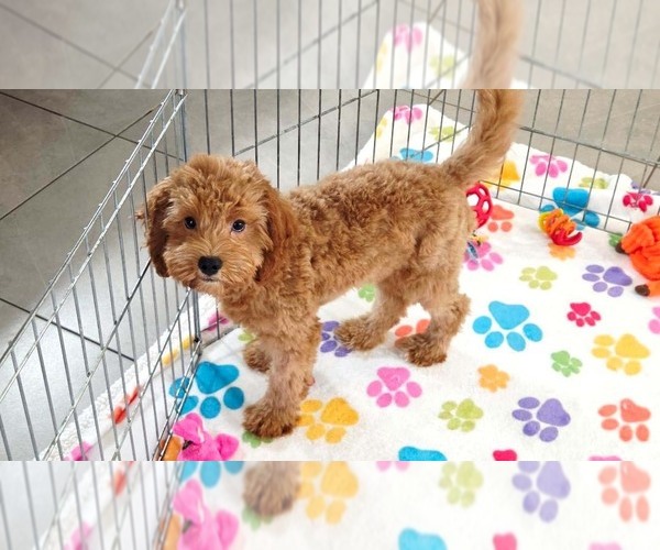 Medium Photo #13 Cavapoo mix (+ Poodle Miniature) Puppy For Sale in ORO VALLEY, AZ, USA
