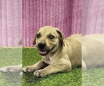 Small #7 Catahoula Leopard Dog