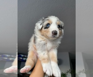 Miniature Australian Shepherd Puppy for sale in SAN BERNARDINO, CA, USA