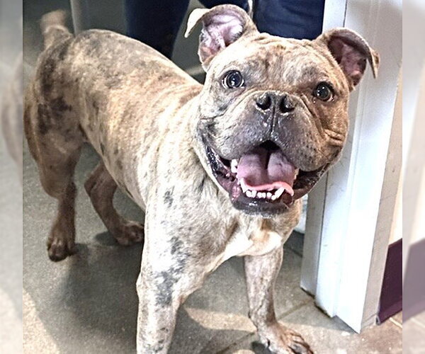 Medium Photo #1 French Bulldog-Unknown Mix Puppy For Sale in Houston, TX, USA