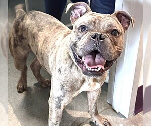 French Bulldog-Unknown Mix Dogs for adoption in Houston, TX, USA