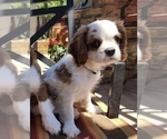 Small Photo #4 Cavalier King Charles Spaniel Puppy For Sale in TEMPLETON, CA, USA