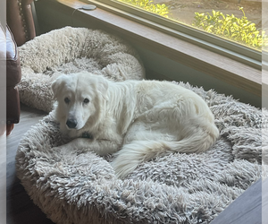 Winter - Male Great Pyrenees Dog for Adoption - Photo #11