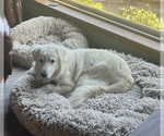 Small #10 Great Pyrenees