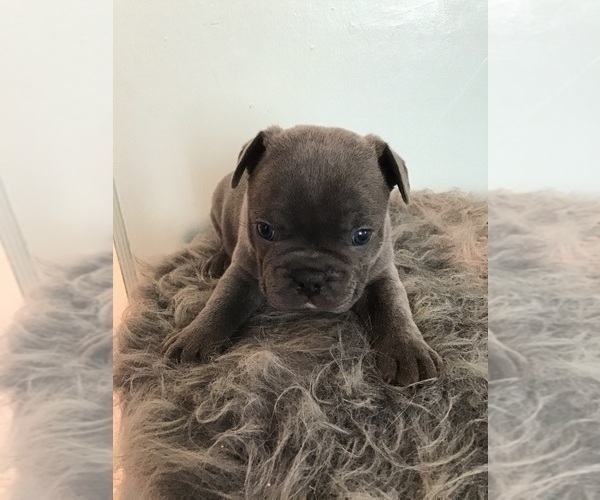 Medium Photo #3 French Bulldog Puppy For Sale in DETROIT, MI, USA