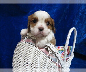 Cavalier King Charles Spaniel Puppy for sale in NORWOOD, MO, USA