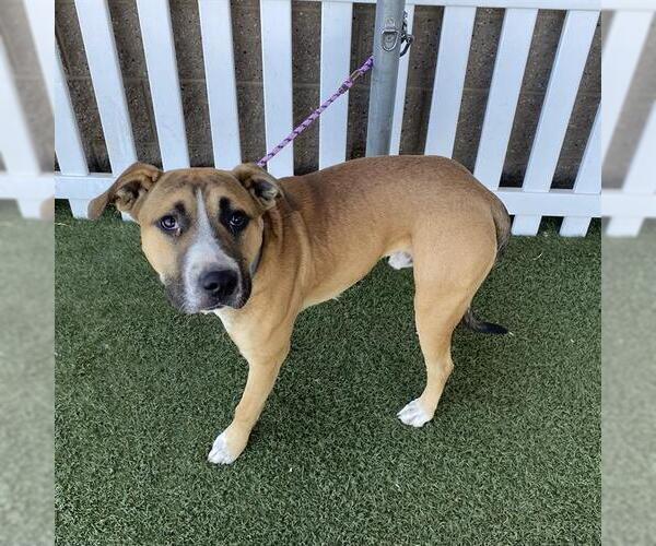 Medium Photo #1 Mutt Puppy For Sale in Modesto, CA, USA