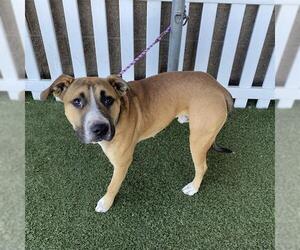 Mutt Dogs for adoption in Modesto, CA, USA