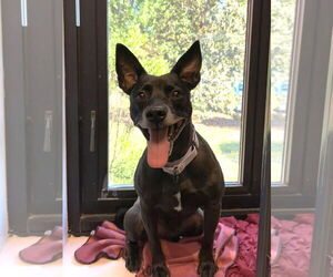 Rat Terrier-Unknown Mix Dogs for adoption in Millersville, MD, USA