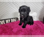 Small #2 Golden Mountain Dog