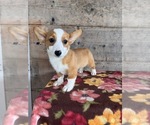 Small #13 Pembroke Welsh Corgi