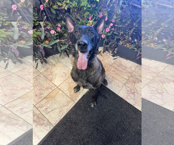 Medium Photo #3 Mutt Puppy For Sale in Leavenworth, KS, USA