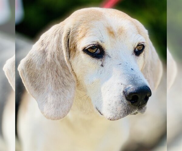 Medium Photo #6 Beagle-Unknown Mix Puppy For Sale in Fairfax, VA, USA