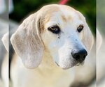 Small Photo #6 Beagle-Unknown Mix Puppy For Sale in Fairfax, VA, USA