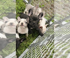 French Bulldog Puppy for sale in GALENA, MO, USA