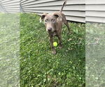 Small #3 Doberman Pinscher Mix