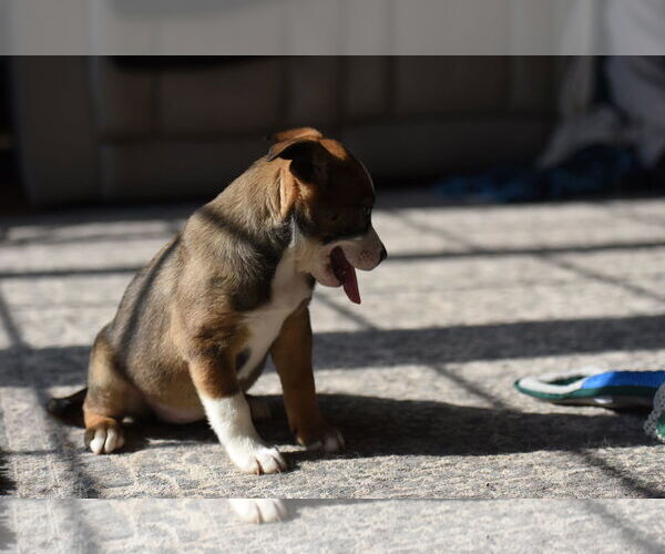 Medium Photo #3 Mutt Puppy For Sale in Mechanicsburg, PA, USA