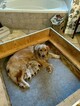 Small Photo #3 Golden Retriever Puppy For Sale in HICKORY, NC, USA