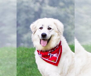 Great Pyrenees-Unknown Mix Dogs for adoption in Unionville, PA, USA