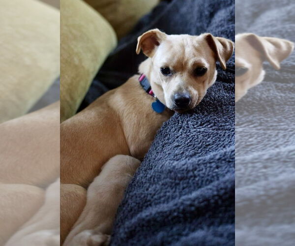 Medium Photo #3 Dachshund-Unknown Mix Puppy For Sale in Plymouth, MN, USA