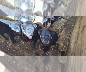 Rottweiler Puppy for sale in LAKELAND, FL, USA