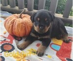 Small Photo #4 Rottweiler Puppy For Sale in TABLE GROVE, IL, USA