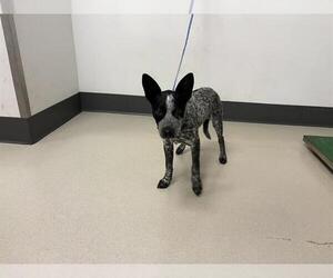 Australian Cattle Dog Dogs for adoption in Corona, CA, USA