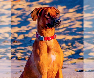 Rhodesian Ridgeback Puppy for sale in DANVILLE, CA, USA