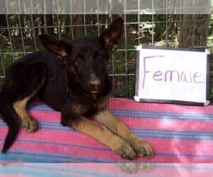 German Shepherd Dog Puppy for Sale in LOGAN, Ohio USA