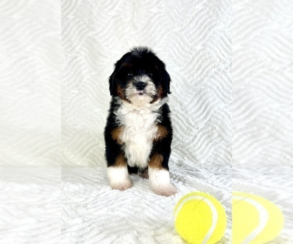 Medium Photo #6 Cock-A-Poo Puppy For Sale in GREENFIELD, IN, USA