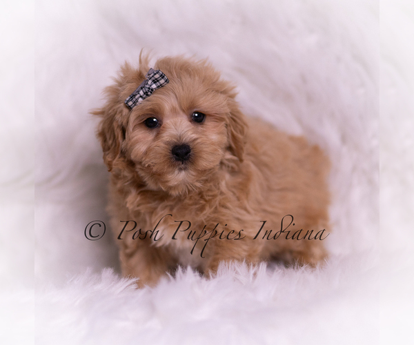 Medium Photo #18 Maltipoo (Miniature) Puppy For Sale in WARSAW, IN, USA