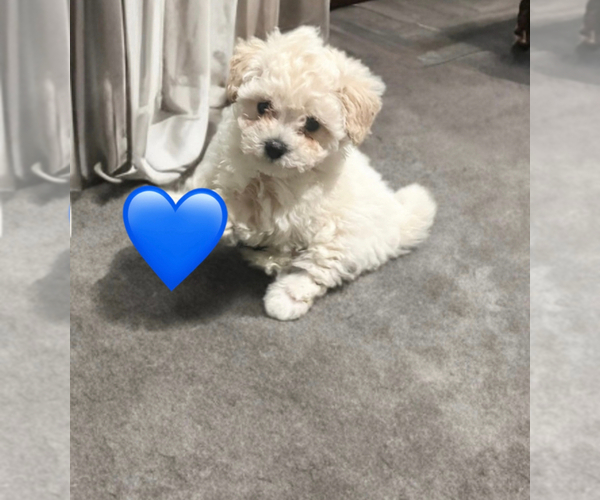 Medium Photo #1 Poodle (Toy) Puppy For Sale in CHARLOTTE, NC, USA