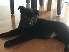 Small Photo #2 German Shepherd Dog Puppy For Sale in HAMILTON, VA, USA