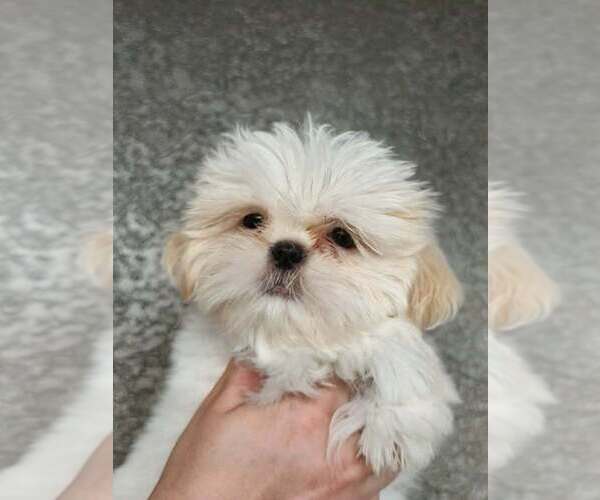 Medium Photo #1 Shih Tzu Puppy For Sale in WESLEY CHAPEL, FL, USA