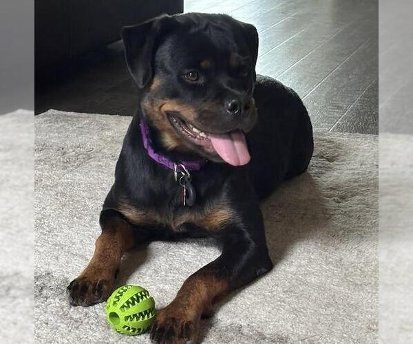 Medium Photo #3 Rottweiler Puppy For Sale in San Diego, CA, USA