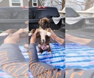 Boxer Puppy for sale in SHELBYVILLE, KY, USA