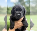 Small #15 Labrador Retriever