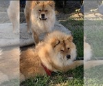 Small Photo #1 Chow Chow Puppy For Sale in FONTANA, CA, USA