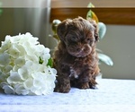 Small #2 ShihPoo