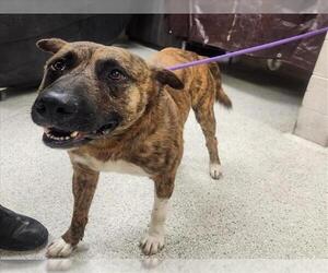 Plott Hound-Unknown Mix Dogs for adoption in Conroe, TX, USA