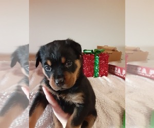 Rottweiler Puppy for sale in VANCOUVER, WA, USA