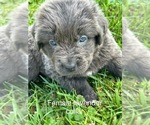 Puppy Bonnie Newfoundland