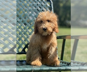 Goldendoodle (Miniature) Puppy for sale in WOODSTOCK, IL, USA