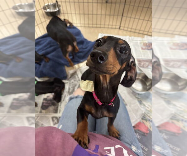 Medium Photo #3 Dachshund Puppy For Sale in Mundelein, IL, USA