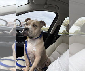 WINSTON #7 - Male American Pit Bull Terrier-Unknown Mix Dog for Adoption - Photo #6