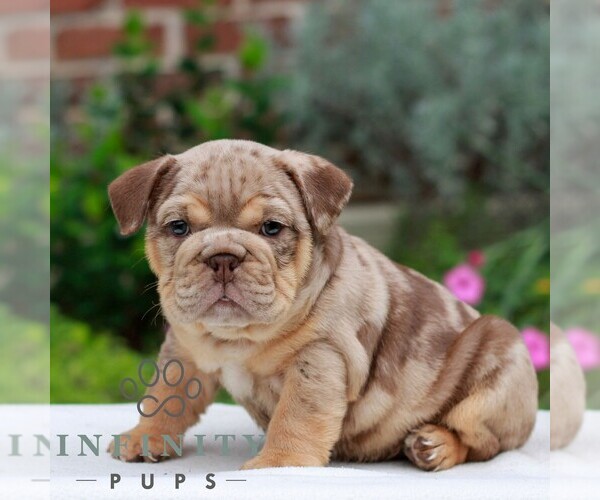 Medium Photo #4 English Bulldog Puppy For Sale in EPHRATA, PA, USA