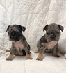 Small Photo #12 French Bulldog Puppy For Sale in NEWMAN, CA, USA