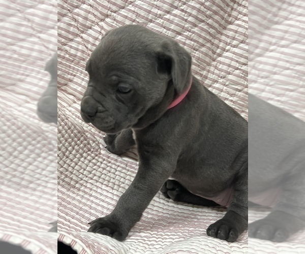 Full screen Photo #7 Cane Corso Puppy For Sale in WAGONER, OK, USA
