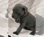 Small Photo #7 Cane Corso Puppy For Sale in WAGONER, OK, USA