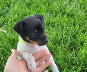 Rat Terrier Puppy for sale in MILFORD, IN, USA
